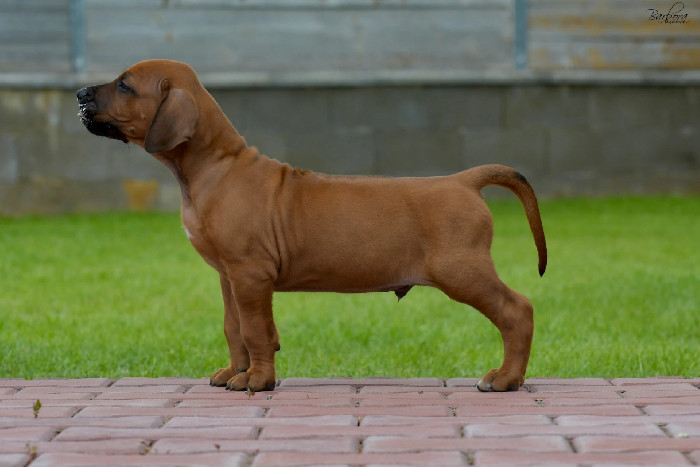 Rhodesian Ridgeback