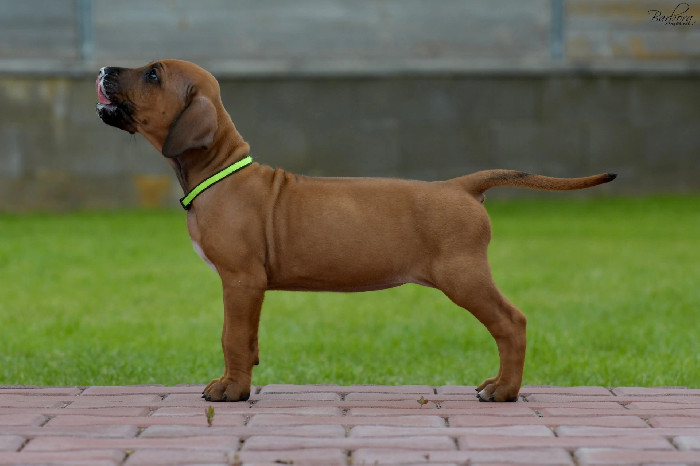 Rhodesian Ridgeback