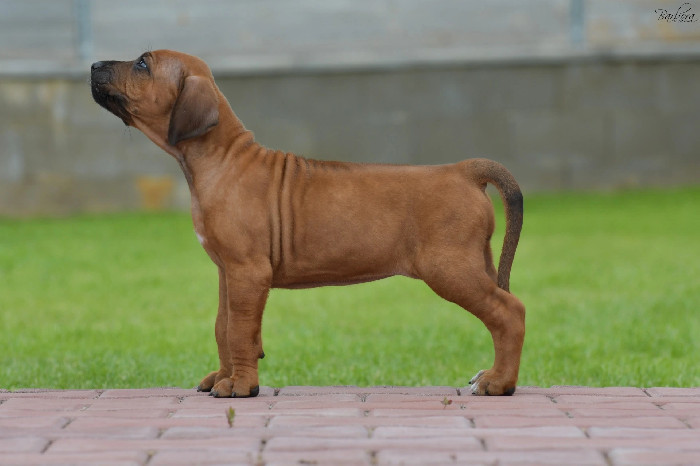 Rhodesian Ridgeback